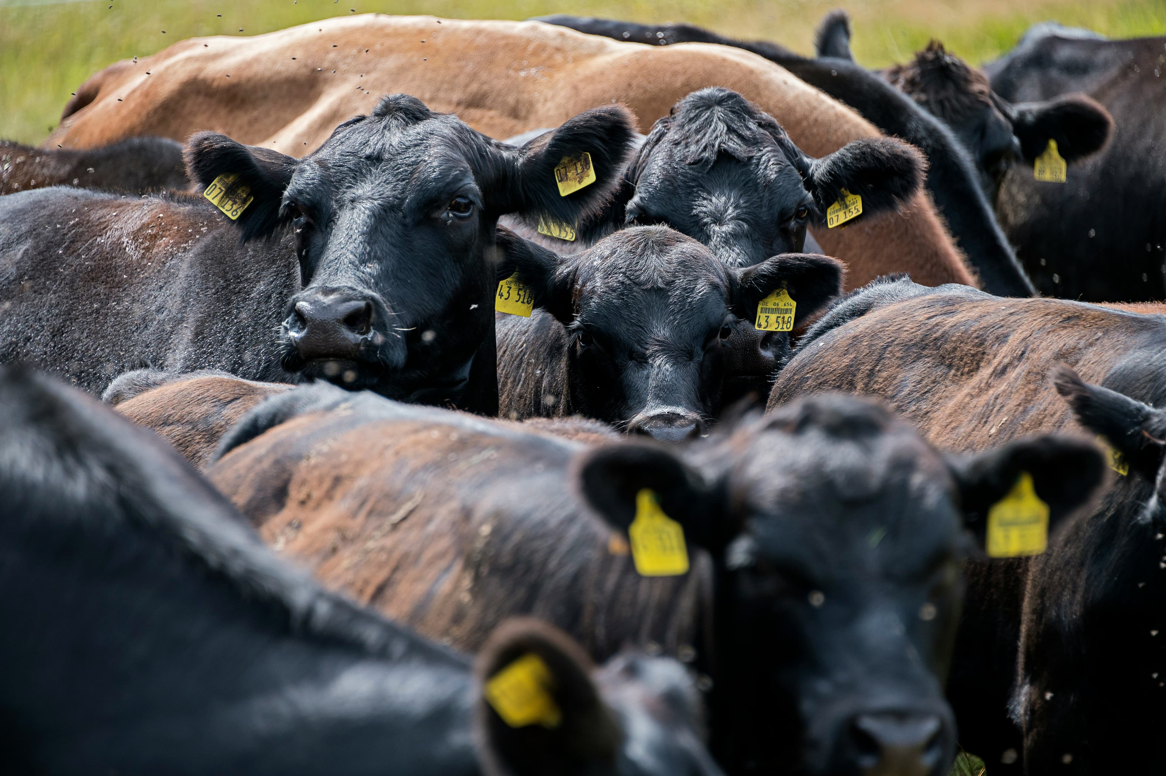Angus Cattle