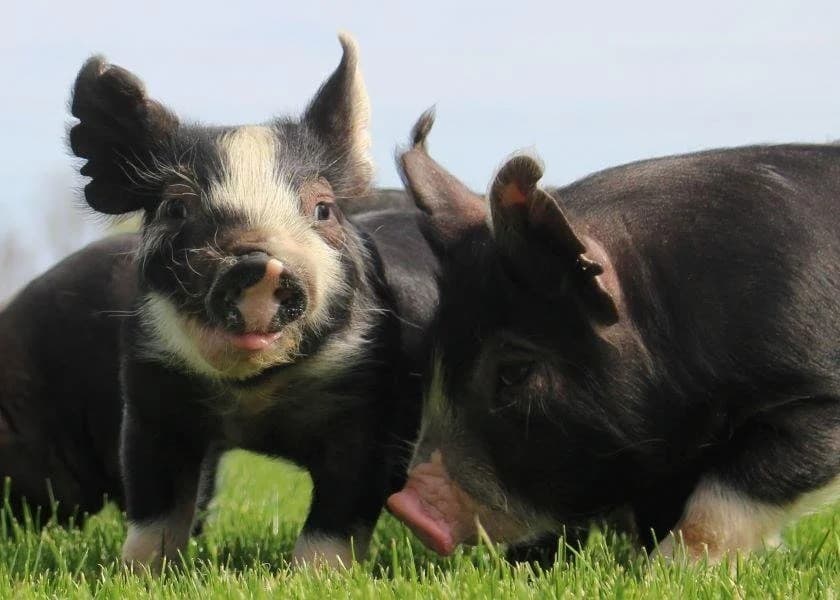 Berkshire Pig