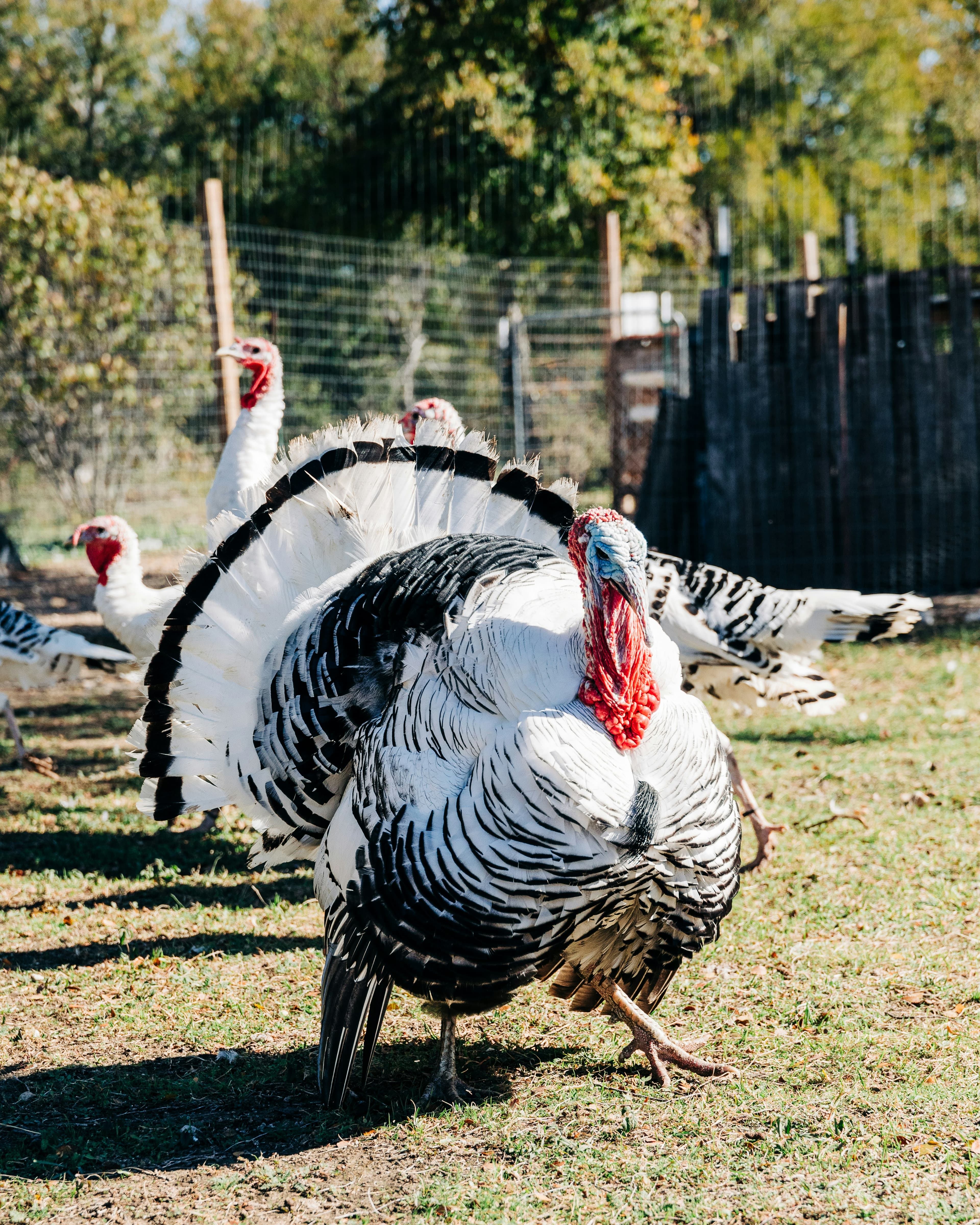 Broad Breasted Turkey
