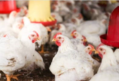 Broiler Chicken