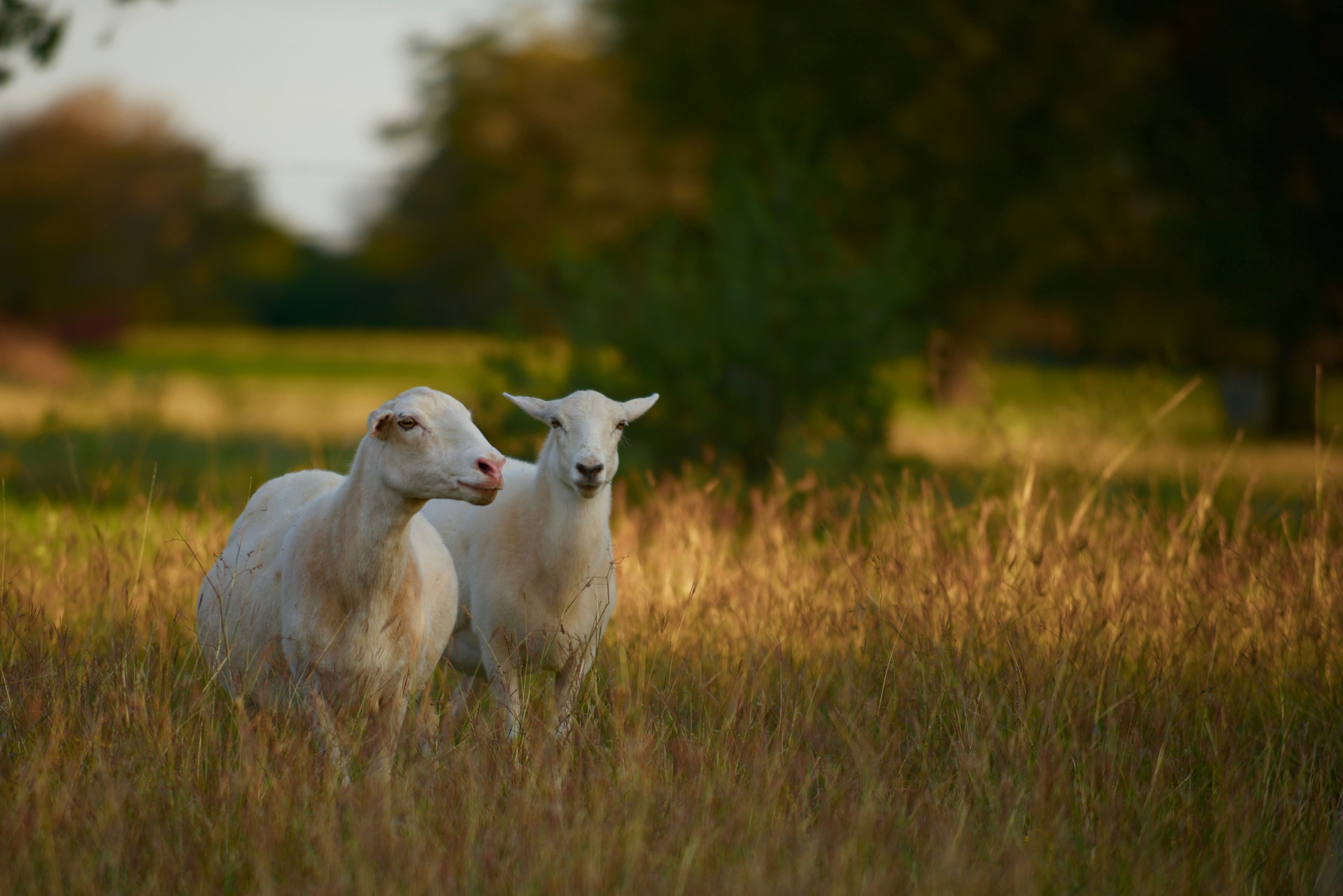 Dorper Sheep