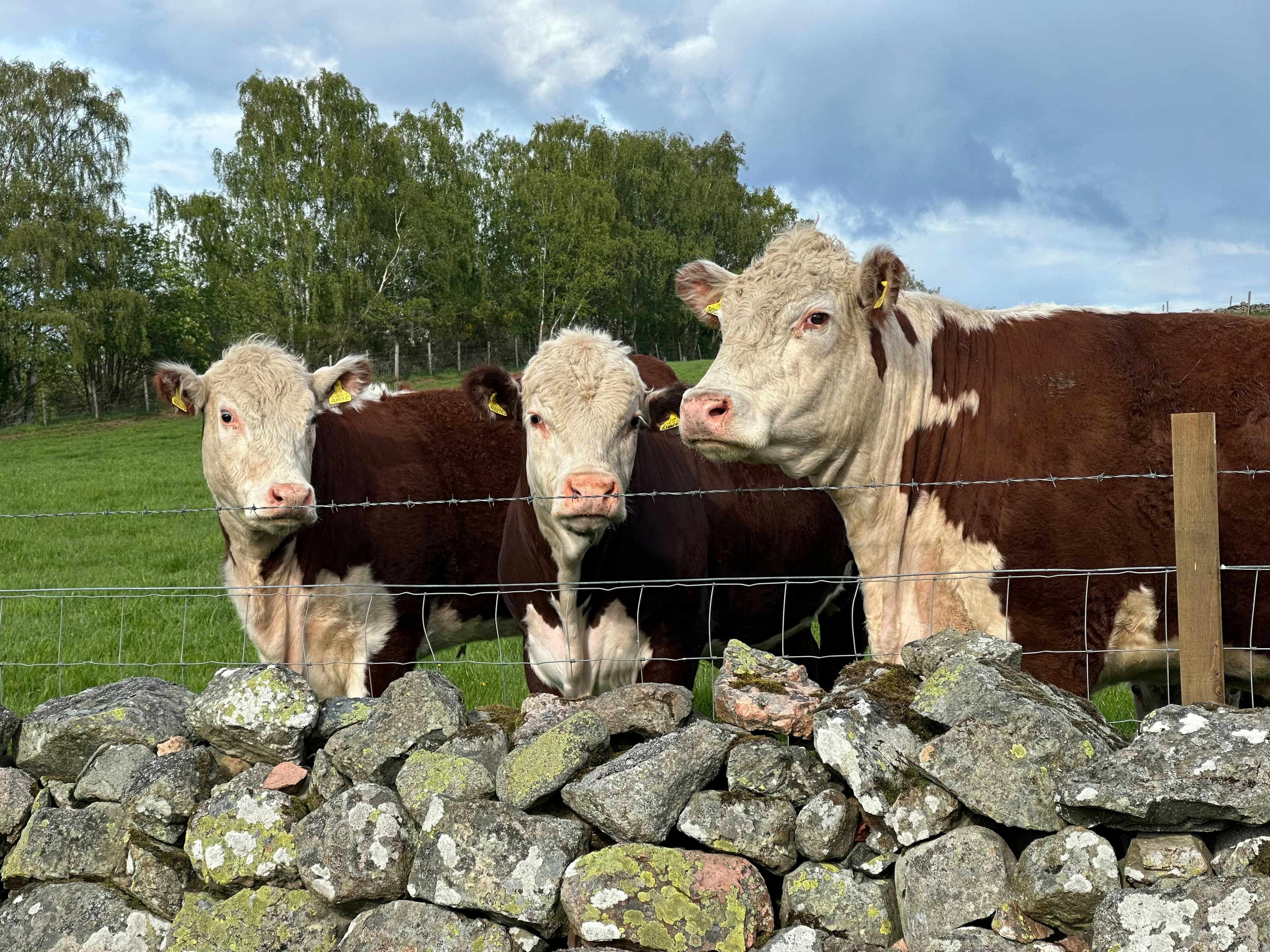 Hereford Cattle