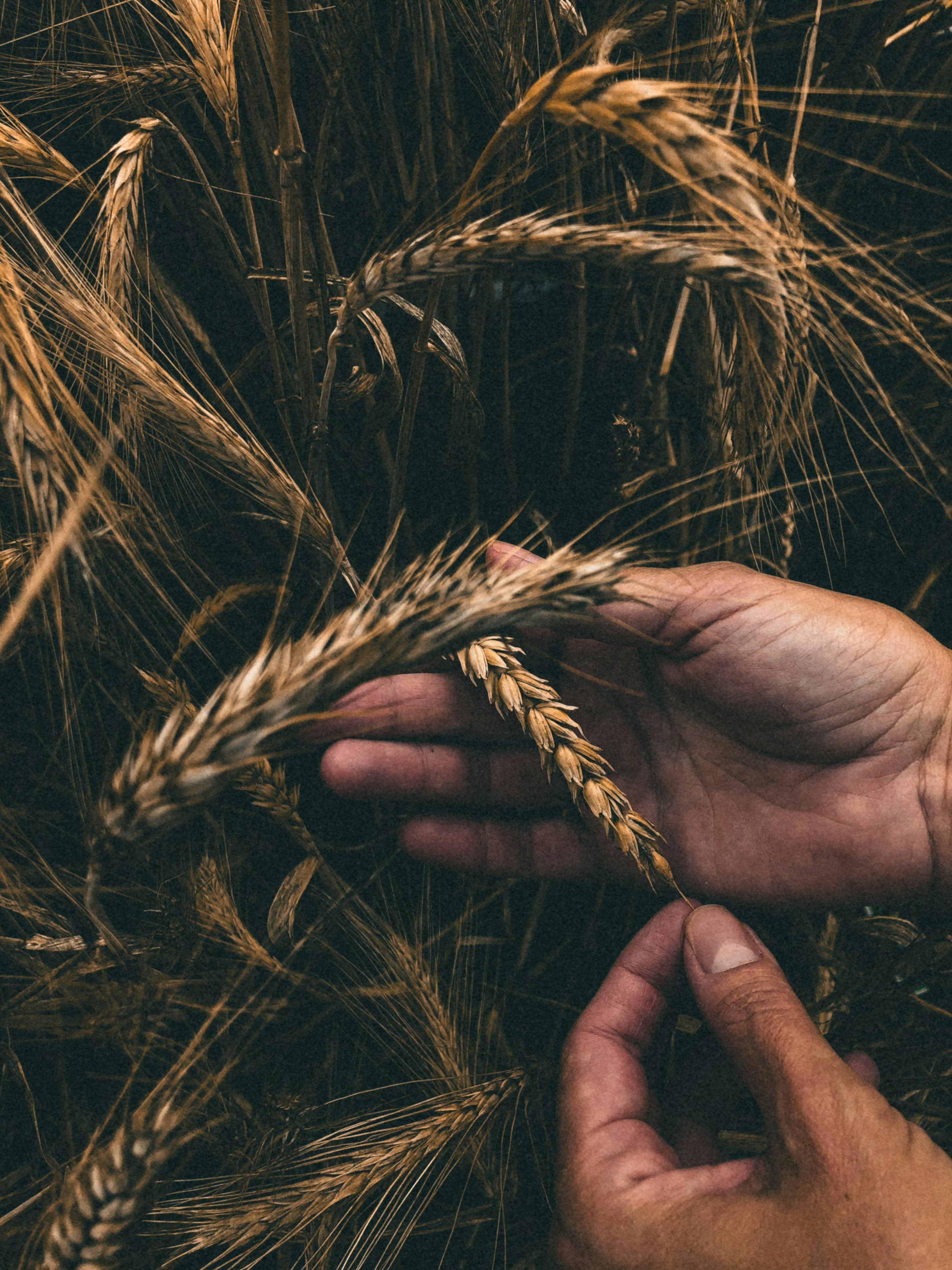 Golden Harvest agricultural products
