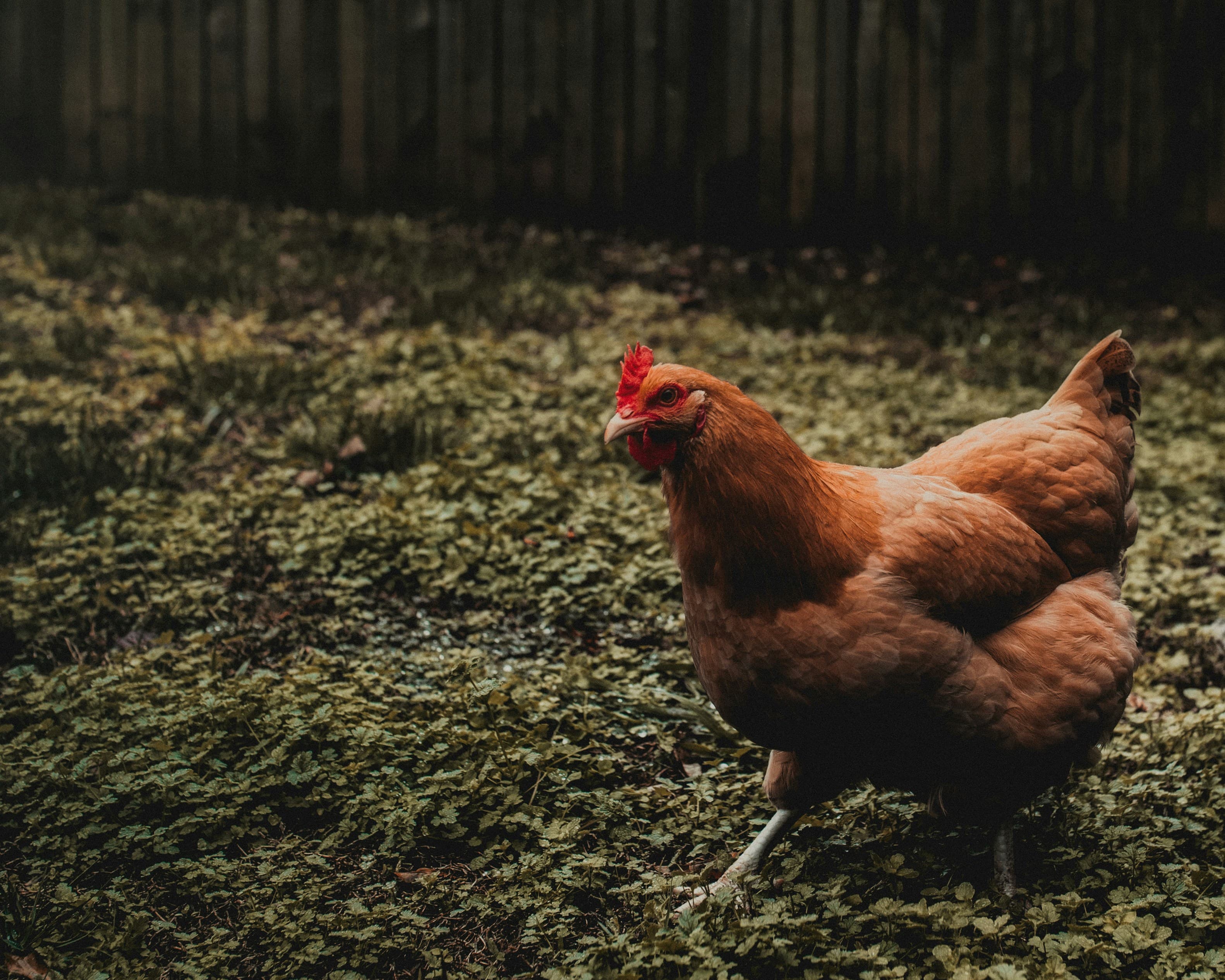 Laying Hen