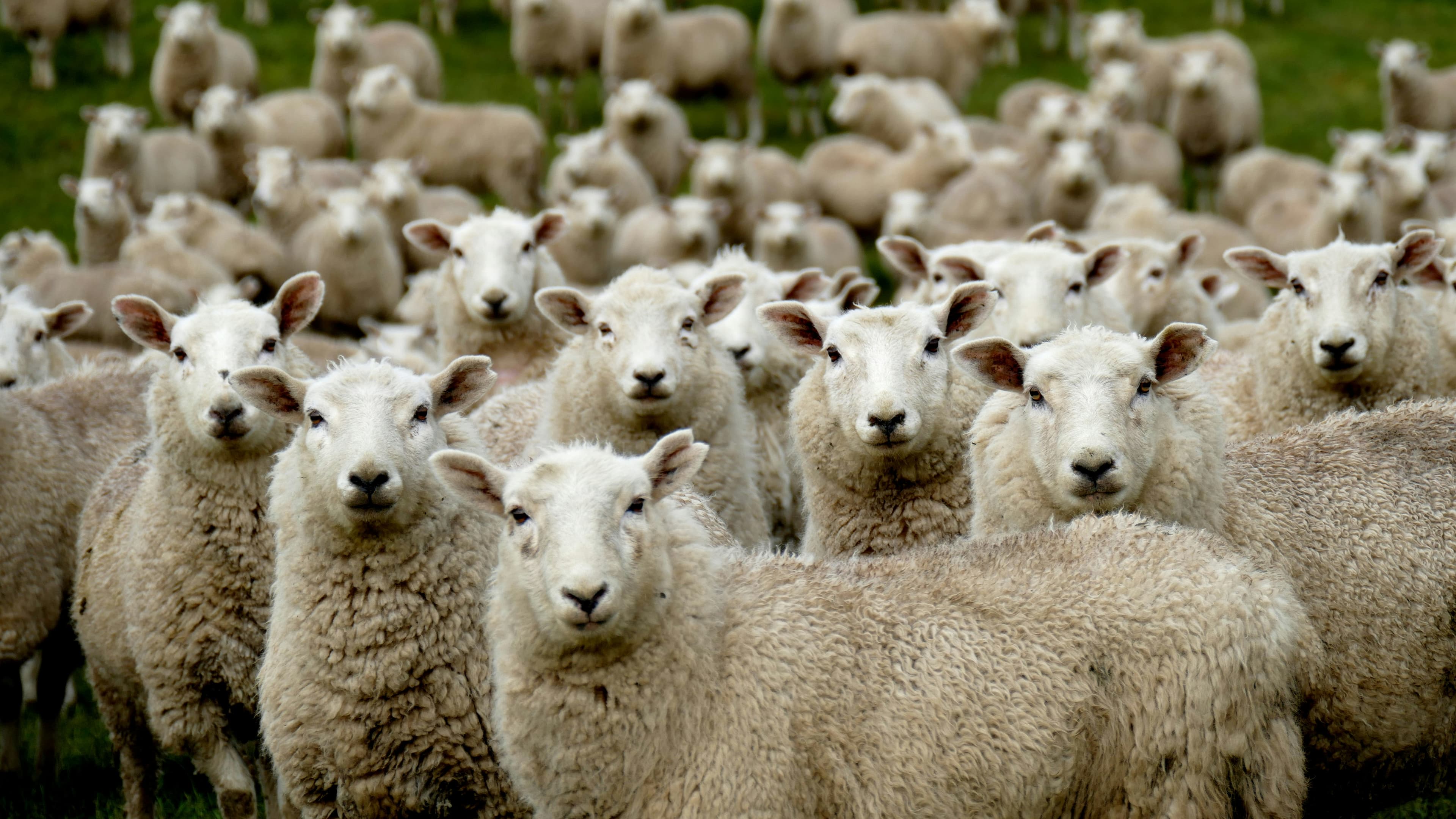 Suffolk Sheep