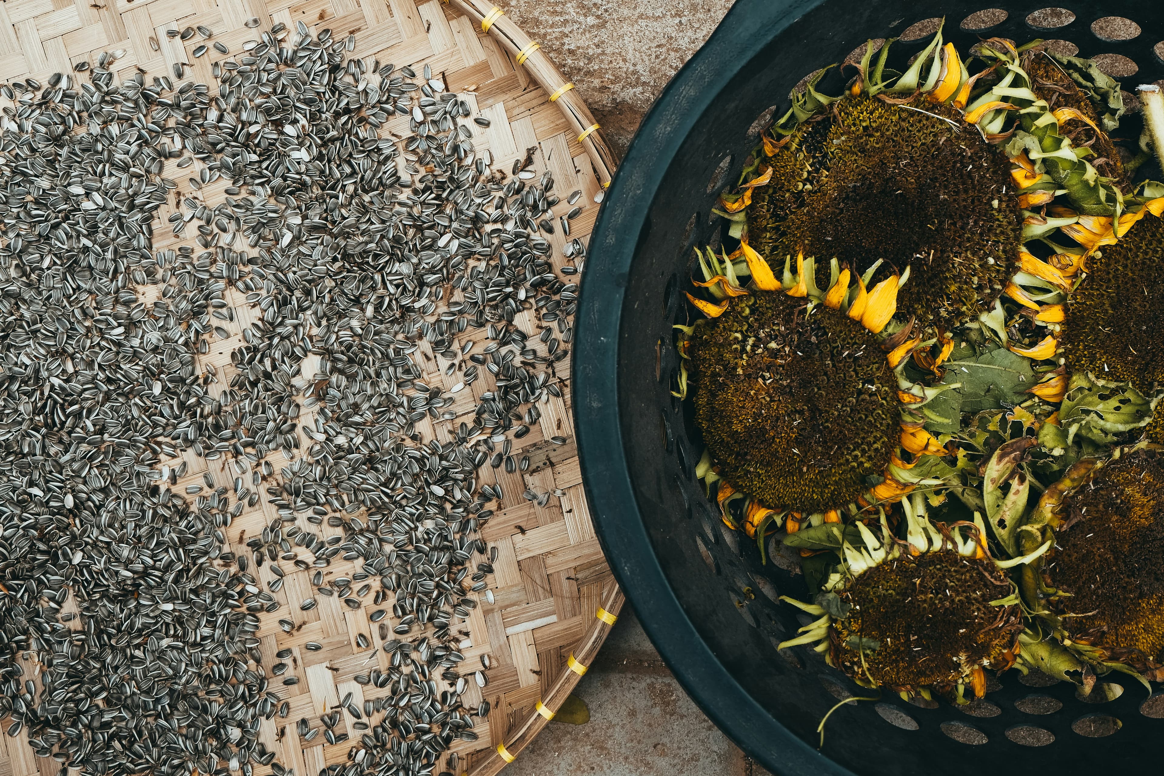 Sunflower Seeds