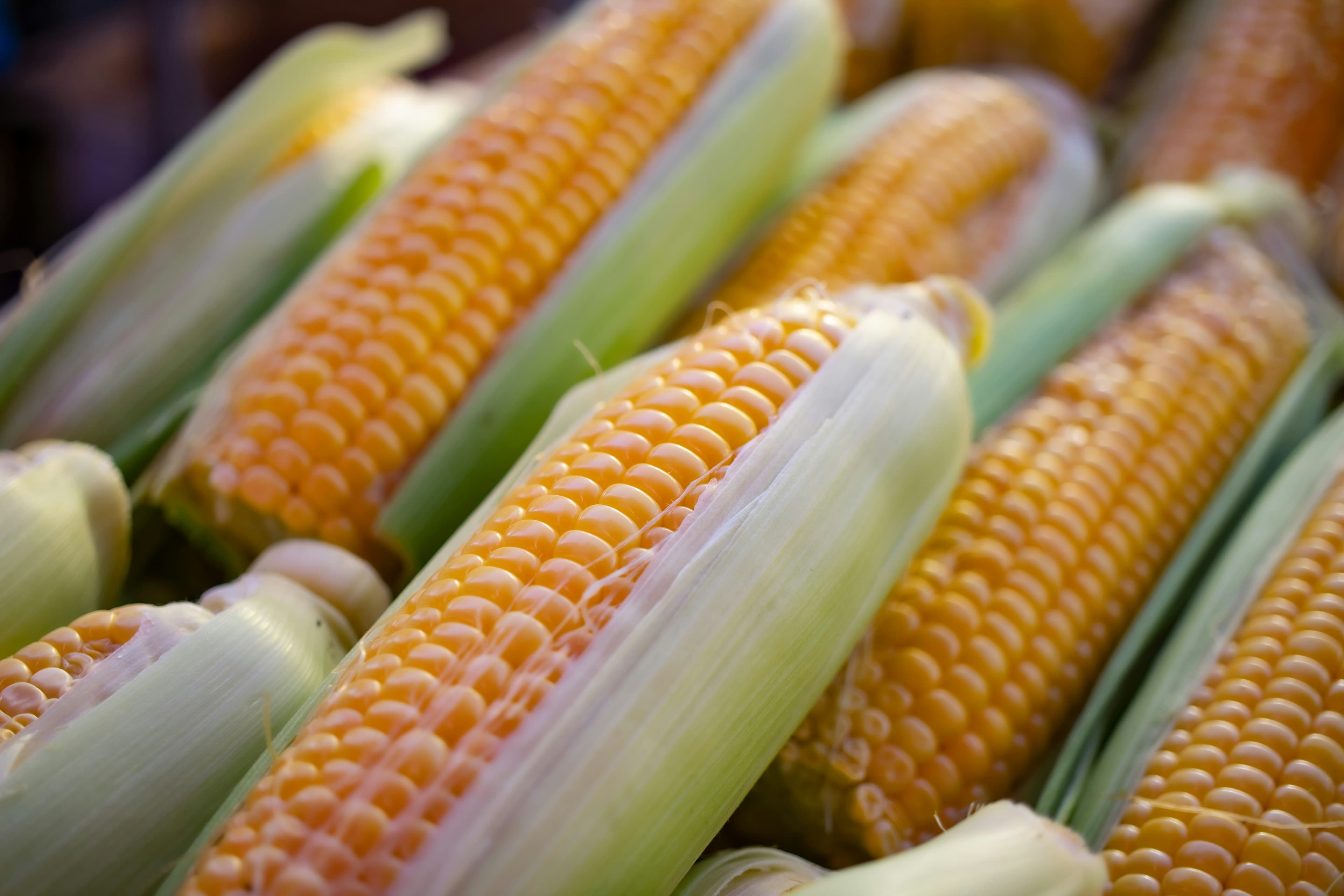 Yellow Corn