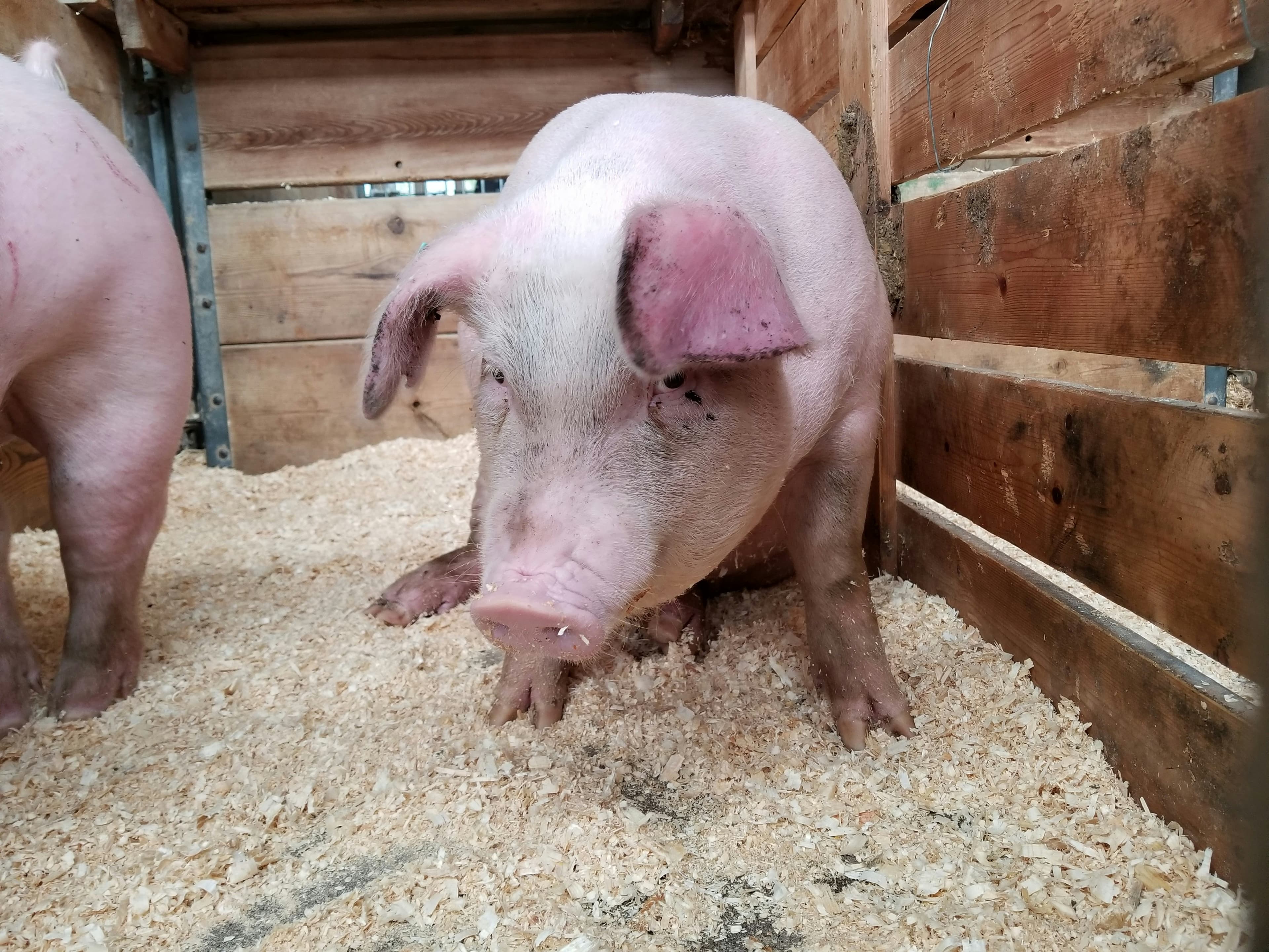 Yorkshire Pig